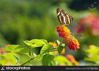 Black and white Brush-footed butterfly, Asia
