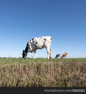 black and white calf in green meadow under blue sky in holland near amersfoort