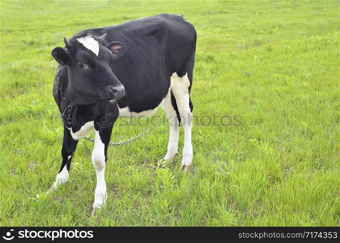 Black and white calf with funny muzzle on a spring pasture. Young cow full length on a pasture close up. Farm animals.. Black and white calf with funny muzzle on a spring pasture.