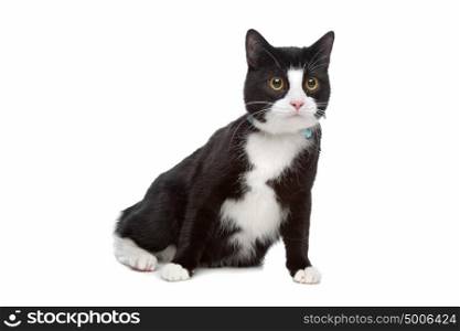 black and white cat. black and white cat in front of a white background