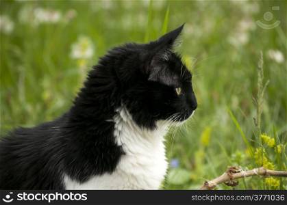 Black and white cat closeup on rural background