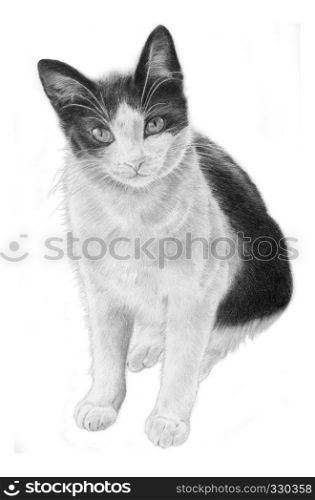 Black and White Cat, hand sketeched realistic Illustration