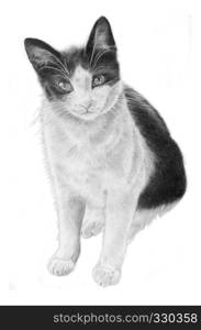 Black and White Cat, hand sketeched realistic Illustration