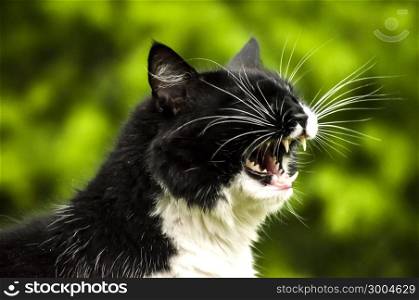 Black and white cat head closeup in moment of yawning