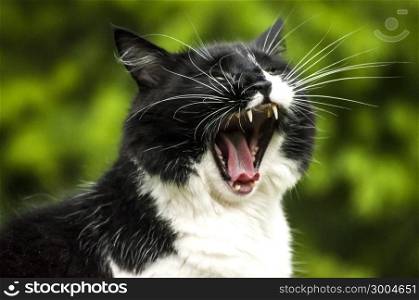 Black and white cat head closeup in moment of yawning