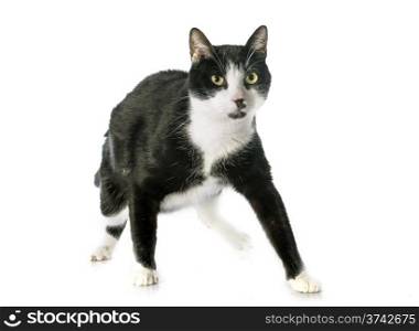 black and white cat in front of white background
