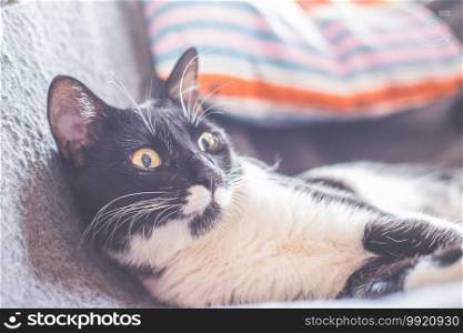 Black and white cat is lying and enjoying at home