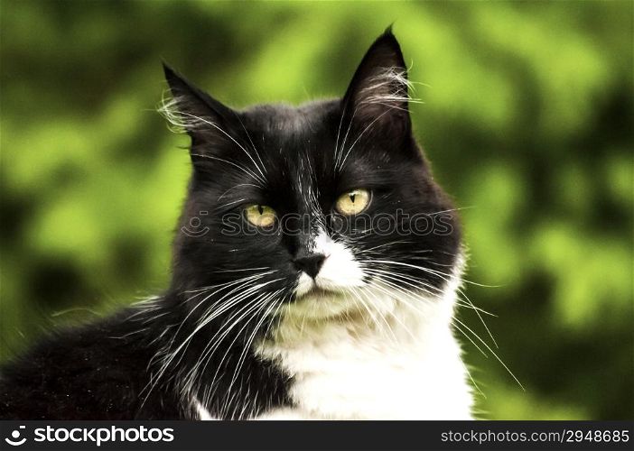 Black and white cat on nature background