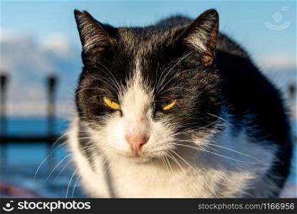 Black and white cat sitting on wooden table at sunrise. black cat sitting