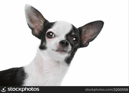 Black and White Chihuahua dog. Black and White Chihuahua dog in front of a white background
