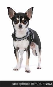 Black and White Chihuahua dog. Black and White Chihuahua dog in front of a white background