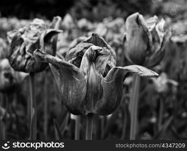 Black and white close-up of a dried dying tulip flower.