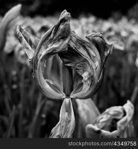 Black and white close-up of a dried dying tulip flower.