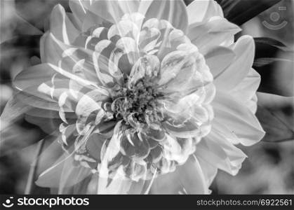 Black and white closeup image of a Dahlia flower