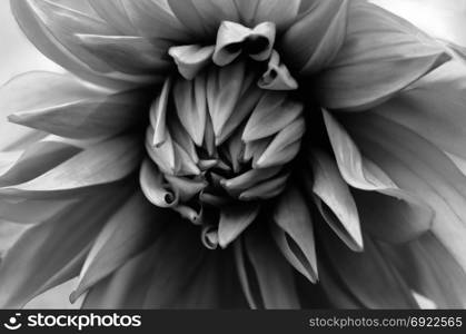 Black and white closeup image of a Dahlia flower
