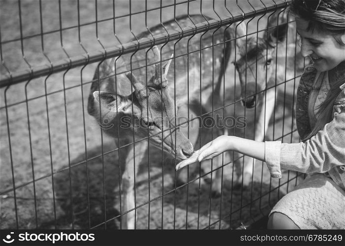 Black and white closeup image of young woman feeding deer from hand in the zoo
