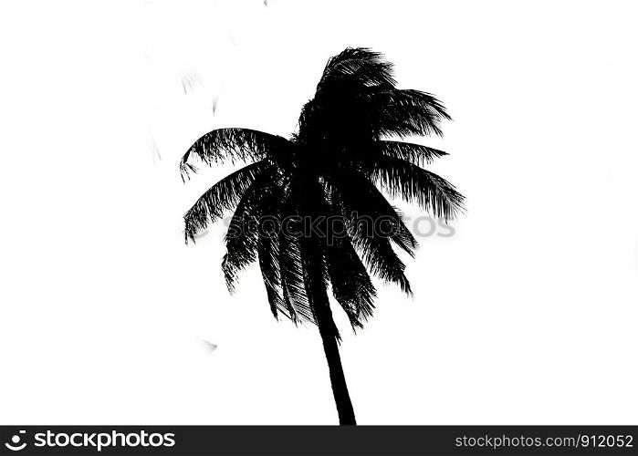 black and white coconut leaf white background