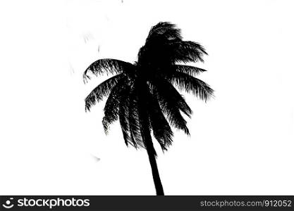 black and white coconut leaf white background