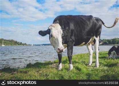 Black and white cow by a river in the summer
