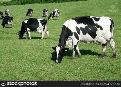 Black and white cow eating green meadow grass