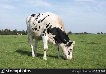 black and white cow grazing in the green grass on a farm in belgium