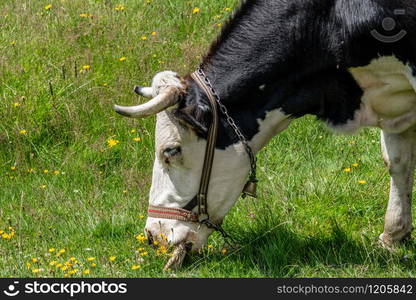 Black and white cow grazing on meadow in mountains. Cattle on a mountain pasture.