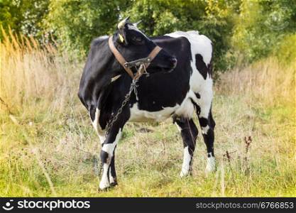 Black and white cow in a field on sunny autumn day