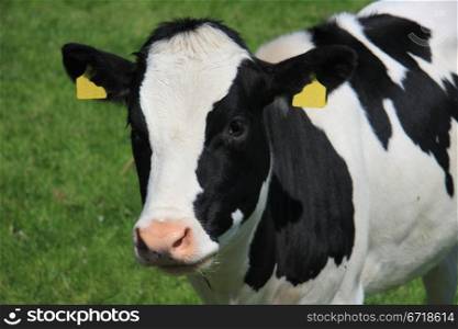 Black and white cow in a sunny meadow