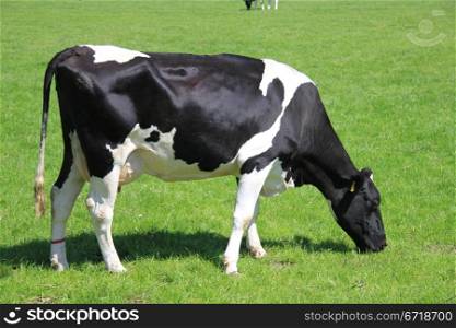 Black and white cow in a sunny meadow