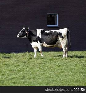 black and white cow in dutch farm meadow in the netherlands near utrecht on square image