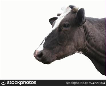 Black-and-white cow on the white background