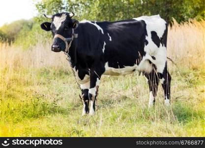 Black and white cow standing in a field on sunny autumn day