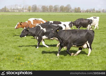 black and white cows dance and run in green grassy dutch meadow on first day in the field
