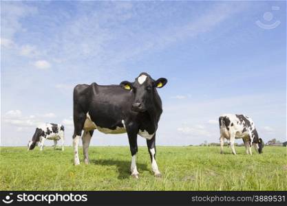 black and white cows graze in meadow in holland with blue sky