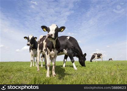 black and white cows graze in meadow in holland with blue sky