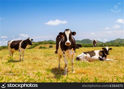 Black and white cows grazing in the farmland at Menorca, Spain.