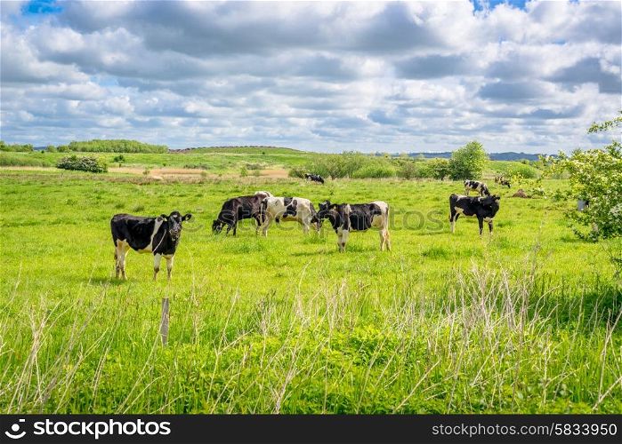 Black and white cows in a summer scenery