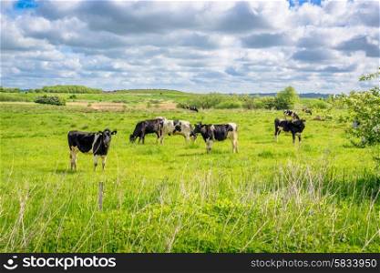 Black and white cows in a summer scenery