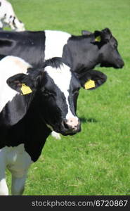 Black and white cows in a sunny meadow