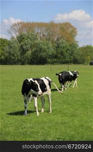 Black and white cows in a sunny meadow