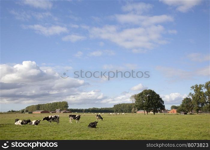 black and white cows in flanders meadow between gent and brugge in belgium on sunny summer day
