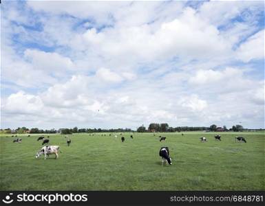 black and white cows in green grassy summer meadow in dutch province of friesland near Sneek in the netherlands