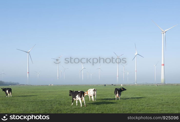 black and white cows in green meadow near wind farm in german lower saxony on foggy summer morning under blue sky