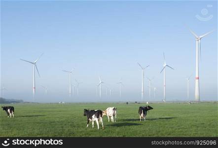 black and white cows in green meadow near wind farm in german lower saxony on foggy summer morning under blue sky