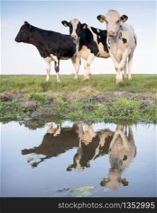 black and white cows in green meadow reflected in water of canal under blue sky in the netherlands