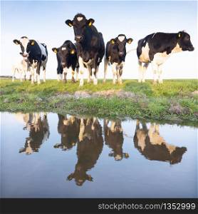 black and white cows in green meadow reflected in water of canal under blue sky in the netherlands