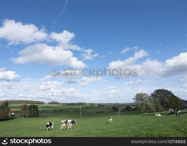 black and white cows in rural meadow landscape of small switzerland in luxemburg under blue sky