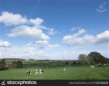 black and white cows in rural meadow landscape of small switzerland in luxemburg under blue sky