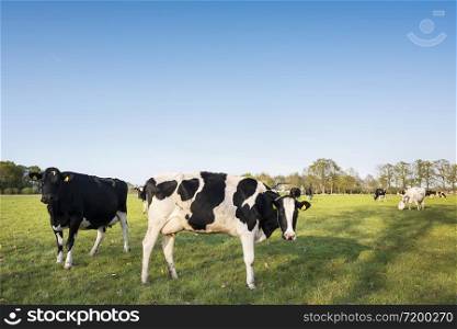 black and white cows in spring green grassy meadow near amersfoort in the netherlands under blue sky