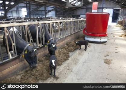 black and white cows in stable feed from feeding robot with lambs watching